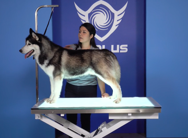 FT 829 Grooming Table with LED Light Groomer Supply House